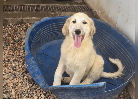 Tancredi: ein Wuschel zum Verlieben