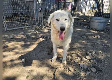Taco: 4 Pfoten suchen Streichelhände