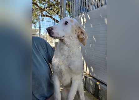 Bibo: so klein und so allein