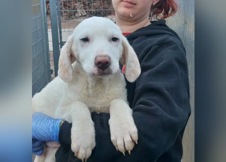 Bibo: so klein und so allein