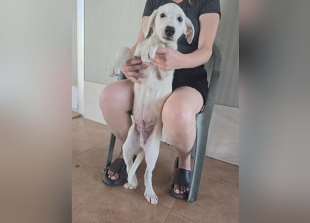 Fluk: Herznase sucht Herzensmensch