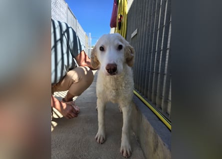 Bubo: so klein und so allein