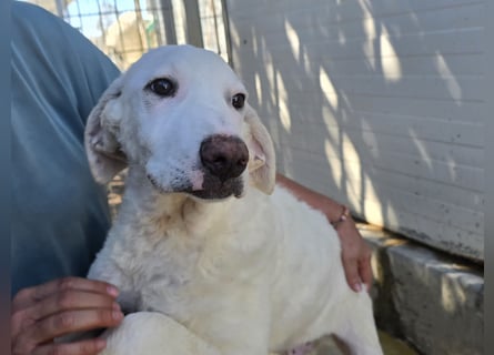 Bibo: so klein und so allein