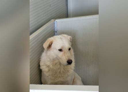 Speank: unsichtbares Hundeherz