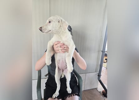 Fiametta: kleine Prinzessin