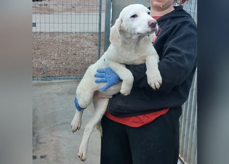 Bibo: so klein und so allein