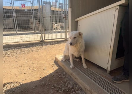 Speank: unsichtbares Hundeherz