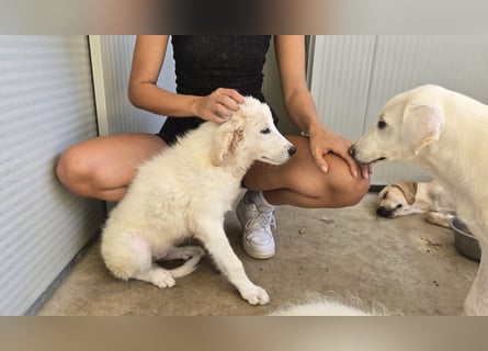 Bo: Charmeur mit Kulleraugen