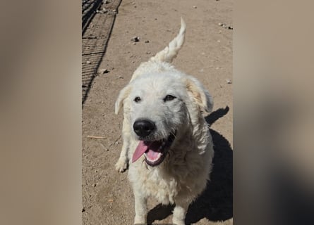 Taco: 4 Pfoten suchen Streichelhände