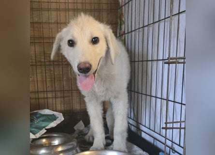 Faro: ich wäre gern Familienhund