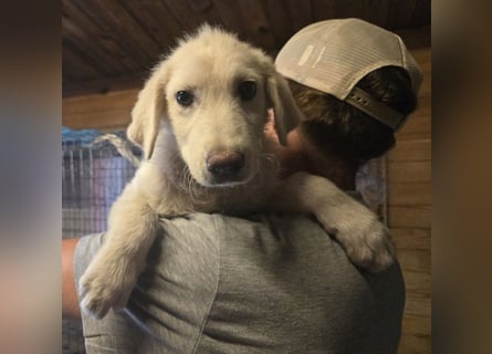 Faro: ich wäre gern Familienhund