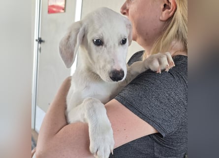 Fluk: Herznase sucht Herzensmensch