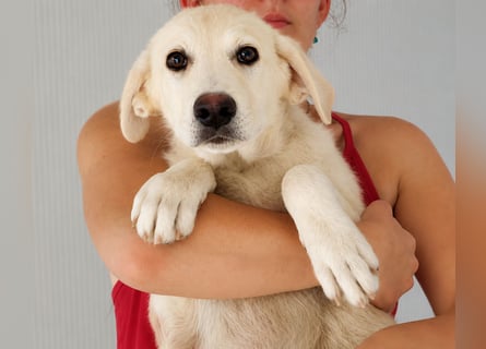 Faro: ich wäre gern Familienhund