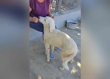 Bibo: ein Sonnenschein sucht Dich!