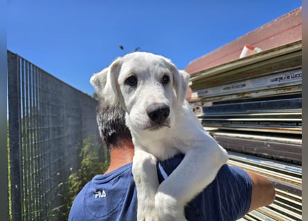 Seppelino: ein "Seppl" zum lieb haben