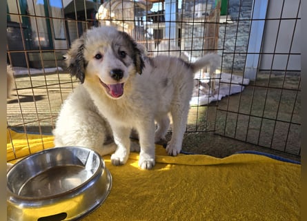 Balma: unschuldig hinter Gitter