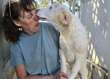 Bubo: so klein und so allein