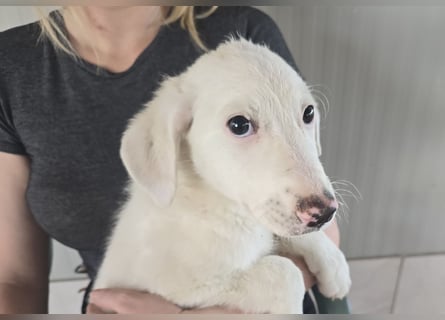 Fiametta: kleine Prinzessin