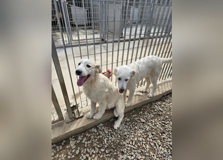 Balma: so klein und so allein