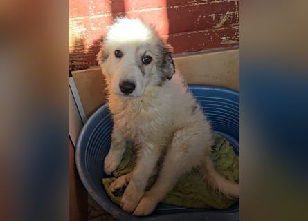 Balma: unschuldig hinter Gitter