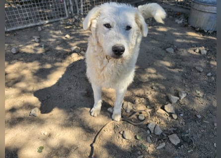 Taco: 4 Pfoten suchen Streichelhände