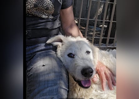 Taco: 4 Pfoten suchen Streichelhände