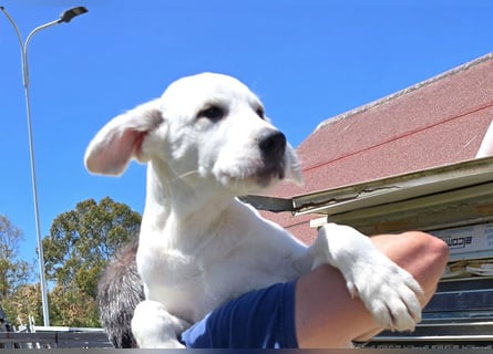 Seppelino: ein "Seppl" zum lieb haben