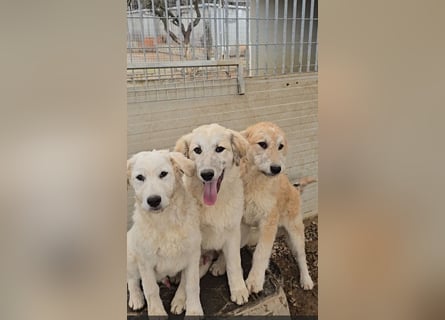 Taco: ein Wuschel mit Herz und guter Laune