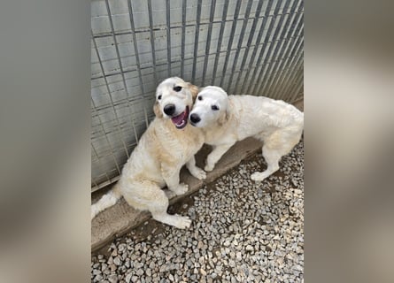 Balma: so klein und so allein