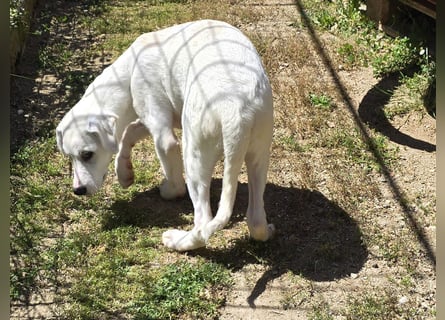 Seppelino: ein "Seppl" zum lieb haben