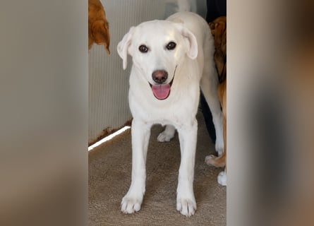 Faro: ich wäre gern Familienhund