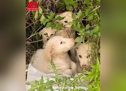 Bubo: so klein und so allein