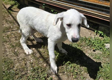 Seppelino: ein "Seppl" zum lieb haben