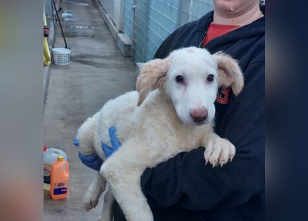 Bubo: so klein und so allein