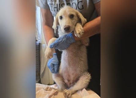 Faro: ich wäre gern Familienhund