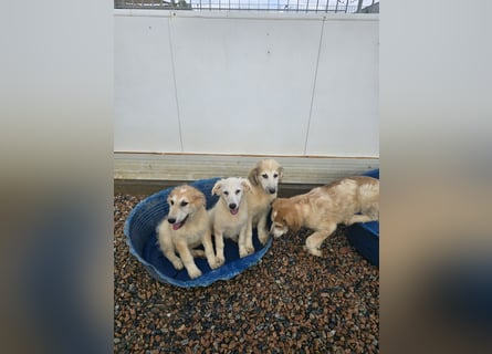 Tancredi: ein Wuschel zum Verlieben