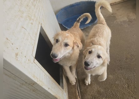 Tancredi: ein Wuschel zum Verlieben