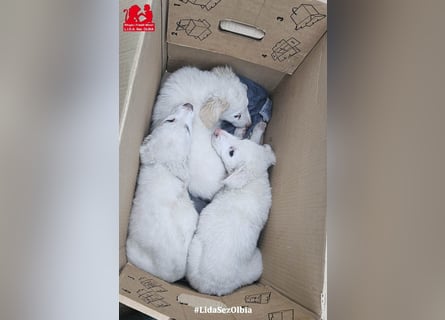 Bubo: so klein und so allein