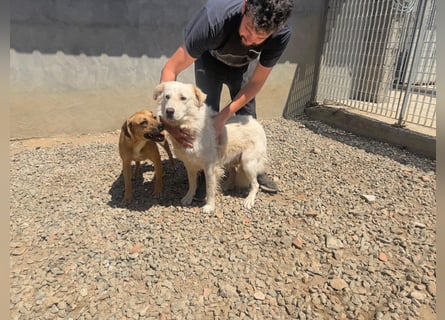Speank: unsichtbares Hundeherz