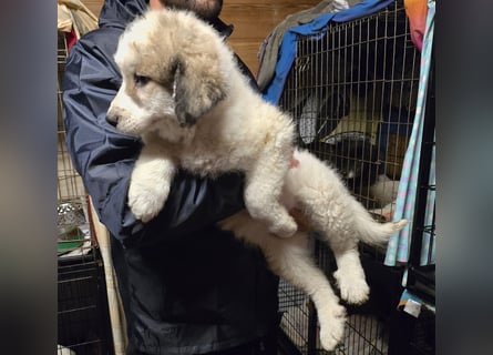 Balma: unschuldig hinter Gitter