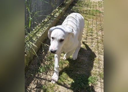 Seppelino: ein "Seppl" zum lieb haben