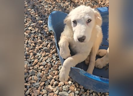 Taco: ein Wuschel zum Verlieben