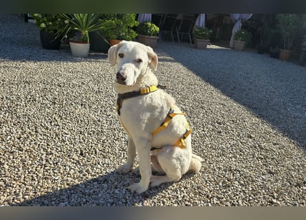 Bibo: liebt Menschen, Hunde, Katzen, Hühner, Gänse...