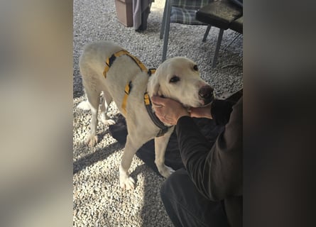 Bibo: liebt Menschen, Hunde, Katzen, Hühner, Gänse...