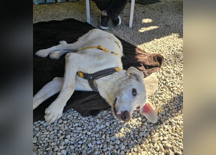 Bibo: liebt Menschen, Hunde, Katzen, Hühner, Gänse...