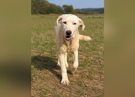 Bibo: liebt Menschen, Hunde, Katzen, Hühner, Gänse...