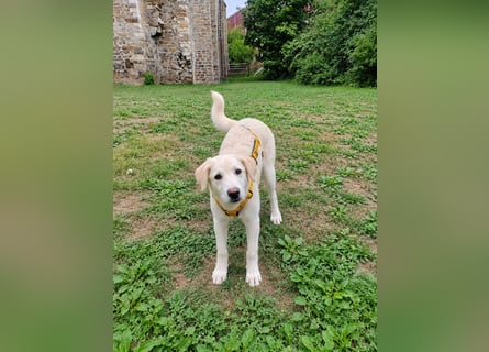 Bibo: liebt Menschen, Hunde, Katzen, Hühner, Gänse...