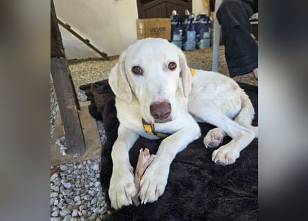Bibo: liebt Menschen, Hunde, Katzen, Hühner, Gänse...