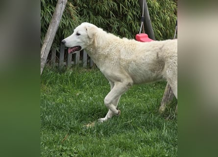 Kate: sucht Familienanschluss