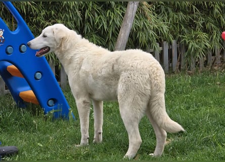 Kate: sucht Familienanschluss